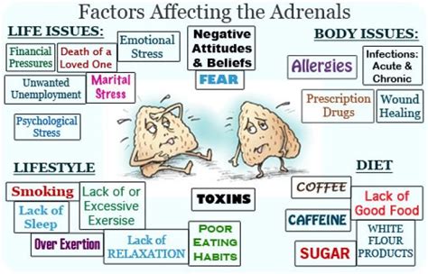 Healing Your Adrenal Glands The “emergency Gland” Ruth Clark Rd Mph Smart Nutrition Llc