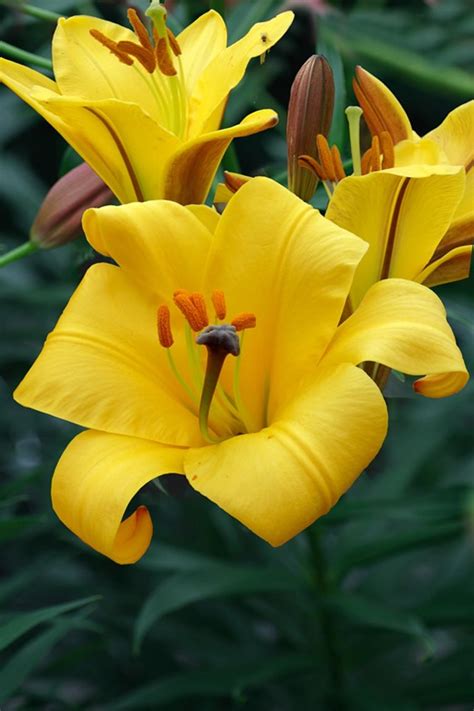 Lilium Yellow Planet