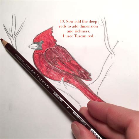 how to draw cardinals 5