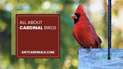 All About Cardinal Birds (List of Cardinals) | Any Cardinals