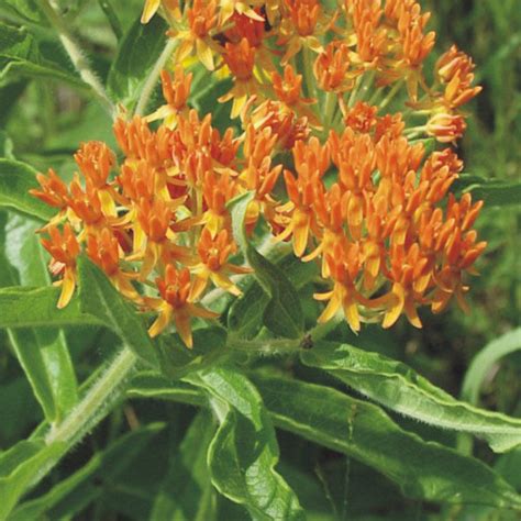 Prairie Future Seed Company Butterfly Milkweed Plant