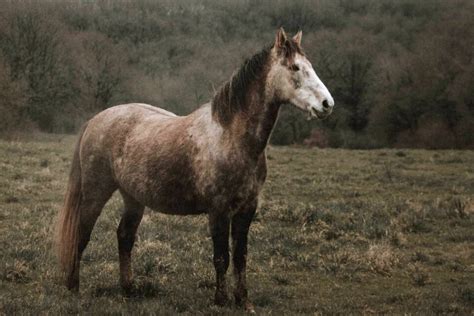 Kuce Connemara Historia I Charakterystyka Rasy