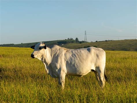 Arroba Do Boi Fecha A Semana Est Vel Em Sp A Granja Total Agro