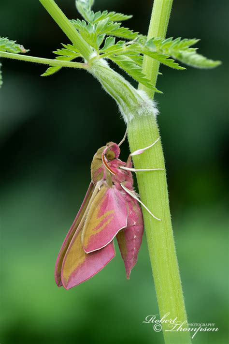 Elephant Hawk Moth Robert Thompson Photographyrobert Thompson Photography