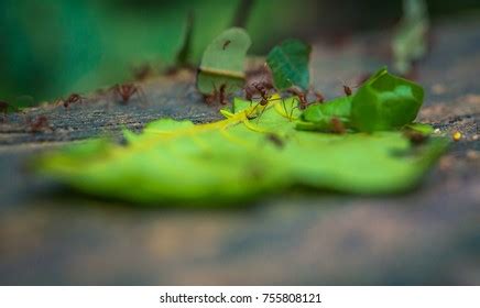 Jungle Ants Amazon Rainforest Manu National Stock Photo 755808121 ...