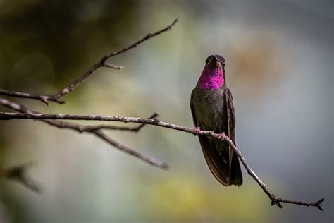 Lampornis Amethystinus Filo Chordata Clase Aves Listado De Especies