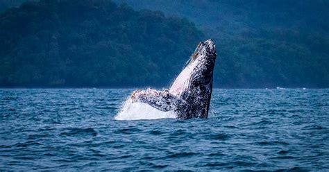 D A Mundial De Las Ballenas Y Los Delfines Qu Importancia Tienen