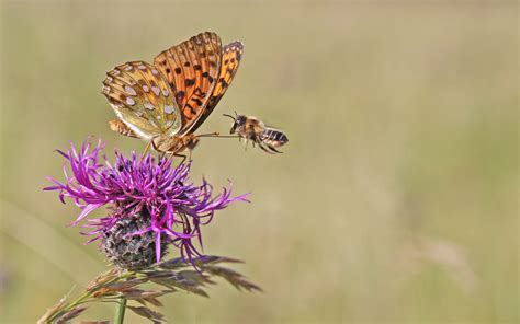 Two For The Price Of One Insect Week