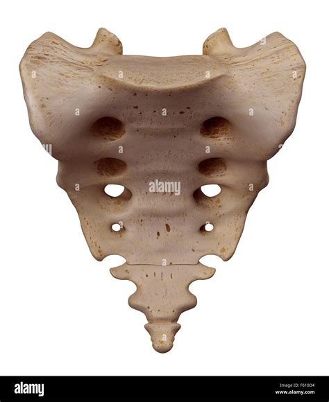 Sacrum Bone Hi Res Stock Photography And Images Alamy