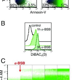 Bsb Caused Rapid Loss Of Mitochondria Integrity In B Cll Cells