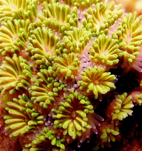 members   akkii asosiasi koral kerang  ikan hias