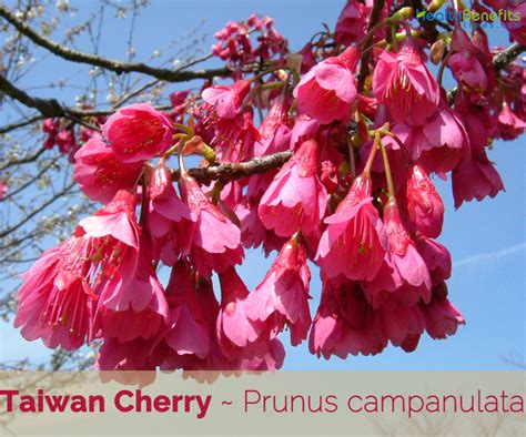 Taiwan Cherry Facts And Health Benefits