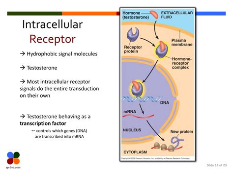 Ppt Cell Communication Powerpoint Presentation Free Download Id