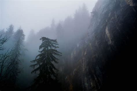 Photo of Forest With Fog · Free Stock Photo