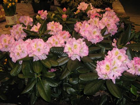 Rhododendron, Closeup, Pink color, HD Wallpaper | Rare Gallery