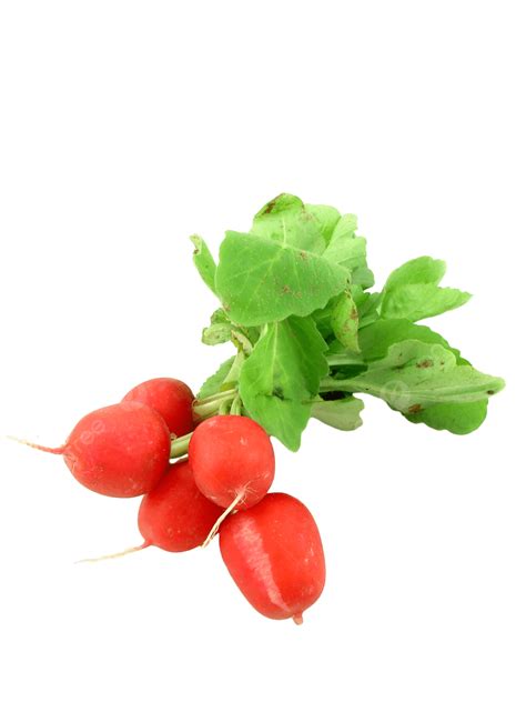 Radish Isolated Dietetic Farm Greens Nutrition Png Transparent Image