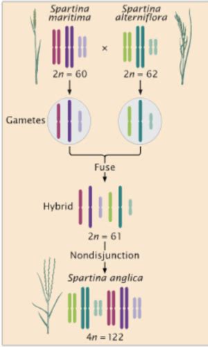 BIOL 2201 Exam 3 Flashcards Quizlet