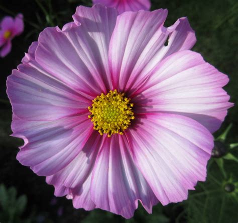 Solve Cosmea AKA Cosmos Flower Jigsaw Puzzle Online With 64 Pieces