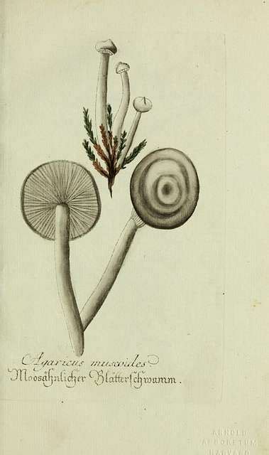 Plantarum Indigenarum Et Exoticarum Icones Ad Vivum Coloratae Oder