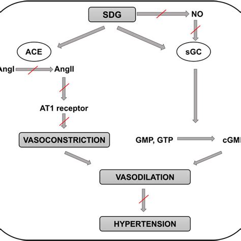 Schematic Representation Of The Molecular Mechanisms Involved In The