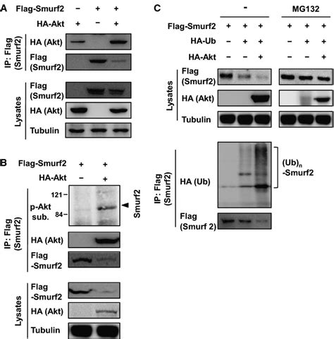 Akt Enhances Runx Protein Stability By Regulating Smurf Function