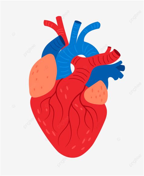 Anatomical Heart Vector PNG Images Anatomical Heart Vector Isolated