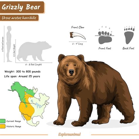 Actualizar 68 Images Grizzly El Oso Viaterra Mx