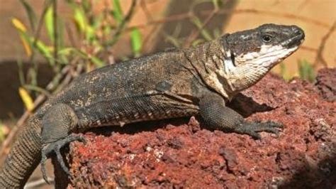 El Lagarto Gigante De La Gomera Est En Peligro De Extinci N Hazte Eco