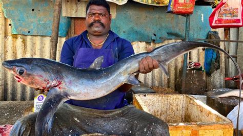 KASIMEDU SPEED SELVAM BIG QUEEN SHARK FISH CUTTING VIDEO IN