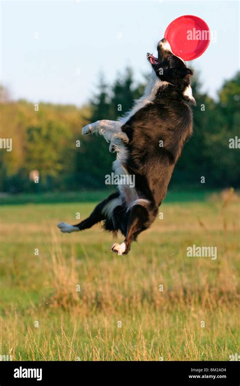 Border Collie fängt Frisbee / playing border collie Stock Photo - Alamy