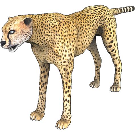 Chinchilla Cheetah