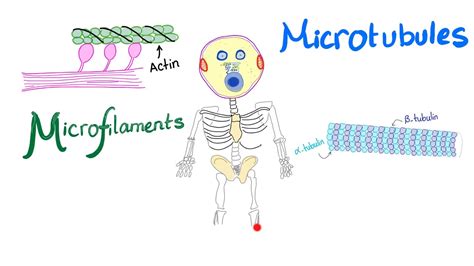 Microfilaments Microtubules And Intermediate Filaments Cytoskeleton Anatomy And Physiology