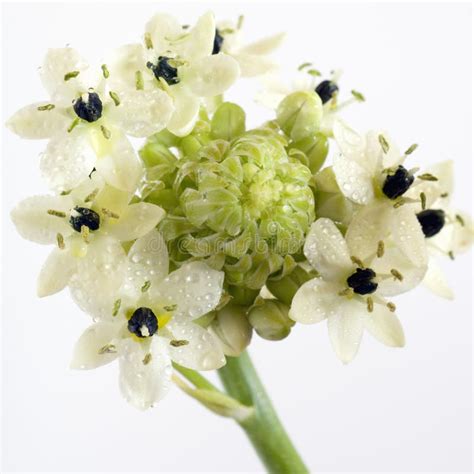 Star of bethlehem flower stock photo. Image of colour - 4291178