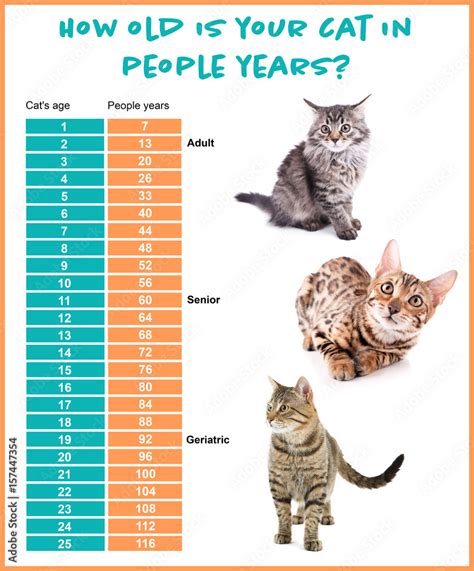 Pet Age Concept Comparison Chart Of Cat And Human Years On White