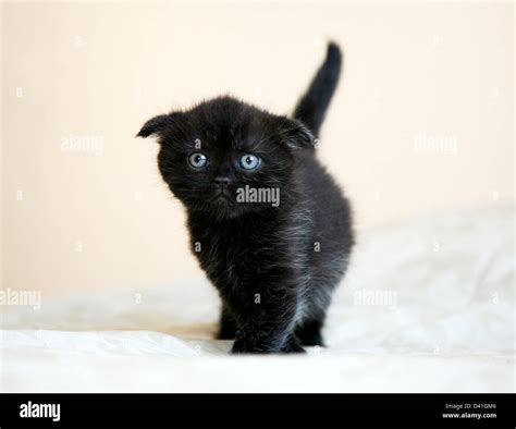 Black Scottish fold kitten Stock Photo - Alamy