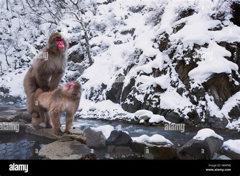 Japanese Macaque (Macaca fuscata) pair mating, Jigokudani Monkey Park ...