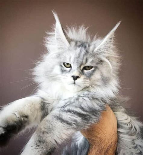 Gray Maine Coon Cats Youll Love Mainecoon Org