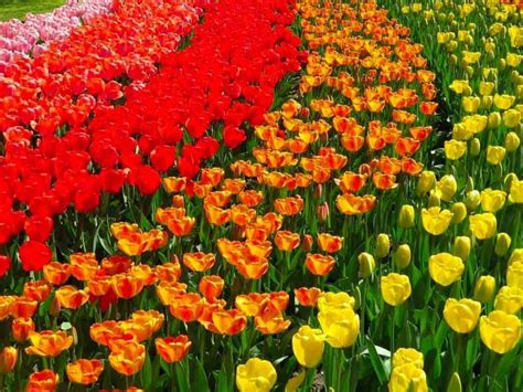 Ý Nghĩa Đằng Sau Hoa Tulip Theo Màu Sắc và Số Lượng Trong Ngày 20 10