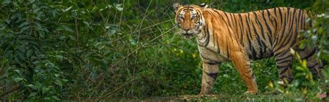 Book Bandipur National Park Safari Package at Best Price