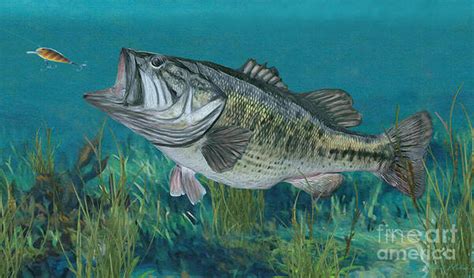 Largemouth Bass Art Prints