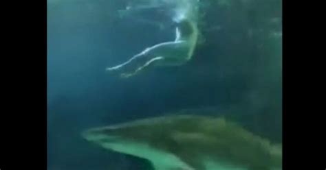 Genius Or Stupid Naked Man Dives Into A Shark Pool Escapes Without A Scratch