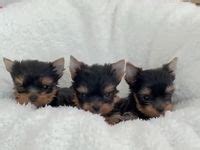 3 Comfort Teacup Yorkies For Adoption Ideas In 2024 Teacup Yorkie