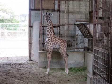 4月生まれのマサイキリン「ハルマ」と命名 宮崎市自然動物園 毎日新聞