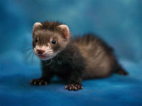 Ferret - Pet City Pet Shops