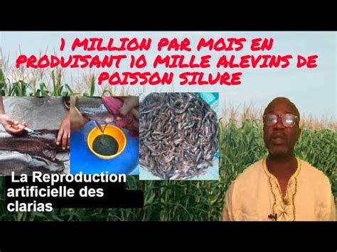 1 000000 PAR MOIS EN PRODUISANT 10 MILLE ALEVINS DE POISSON SILURE LA