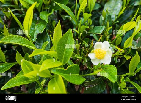 Tea plant flowers on plantation Stock Photo - Alamy