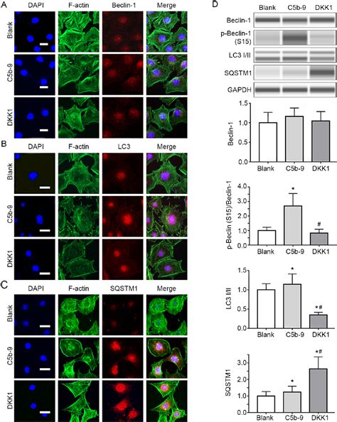 Figure From Inhibition Of The Wnt Catenin Signaling Pathway Reduces