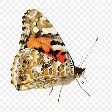 Butterfly Png Painted Lady Beautiful Free Png Rawpixel