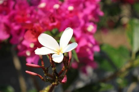 Plumeria Fleur Blanche Photo Gratuite Sur Pixabay Pixabay