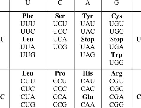 Amino Acid Codon Table | Cabinets Matttroy